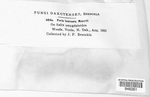 Poria laminata image
